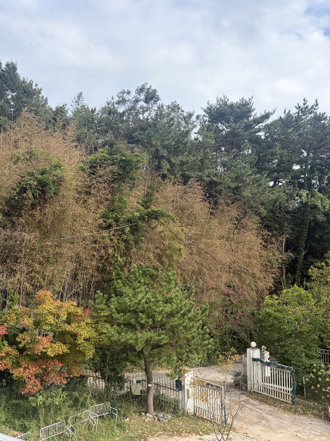 가장자리부터 물들기 시작한 가을 정원과 숲, 맑은 하늘
